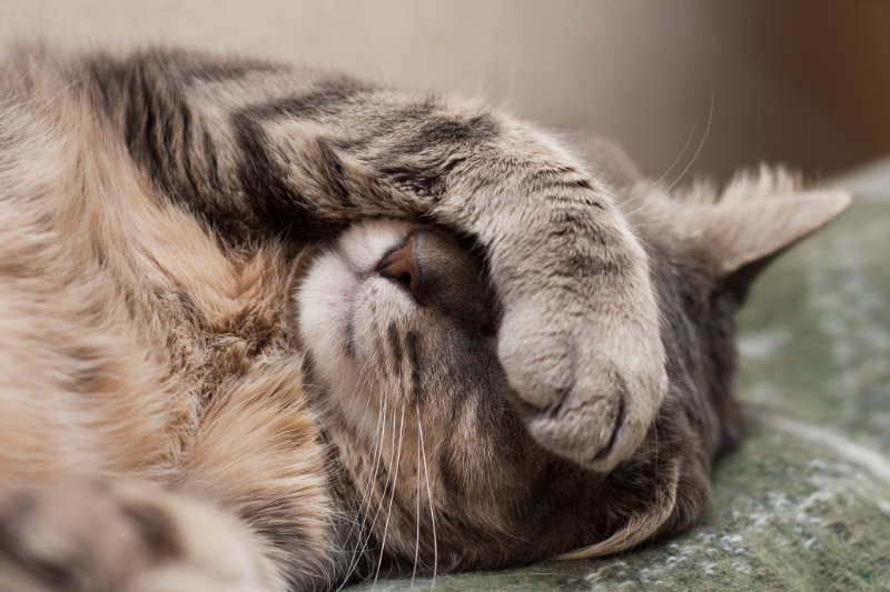 Si votre chat ronfle, n