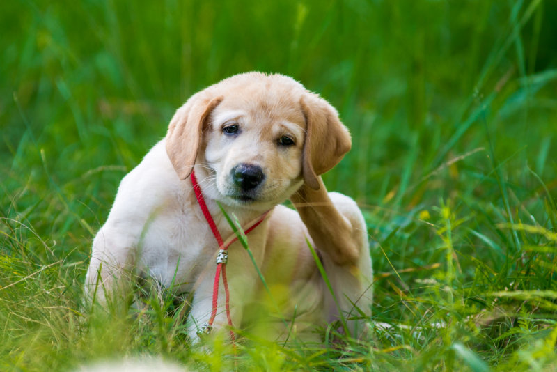 Si Votre Chien Se Gratte L Oreille Rendez Vous Chez Un Veterinaire