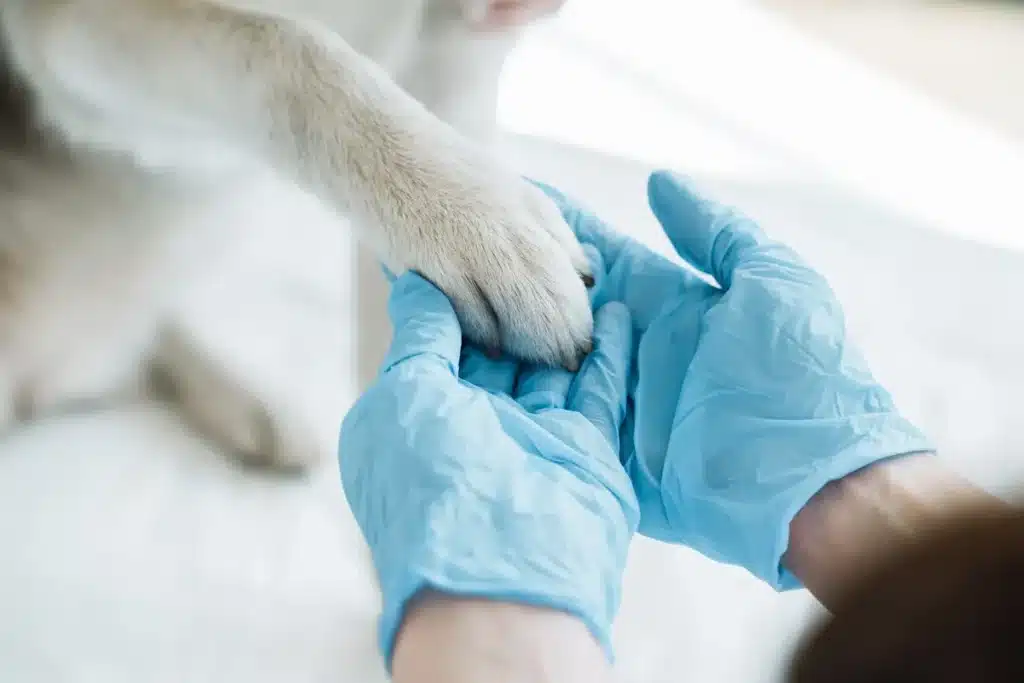 Main gantée du chirurgien vétérinaire tenant délicatement la patte d'un chien en salle d'opération.
