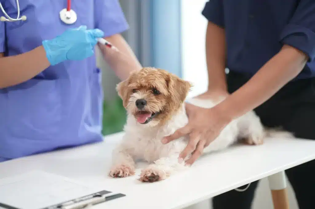 Vétérinaire réalisant une prise de sang sur un chien en préparation pour une chirurgie.
