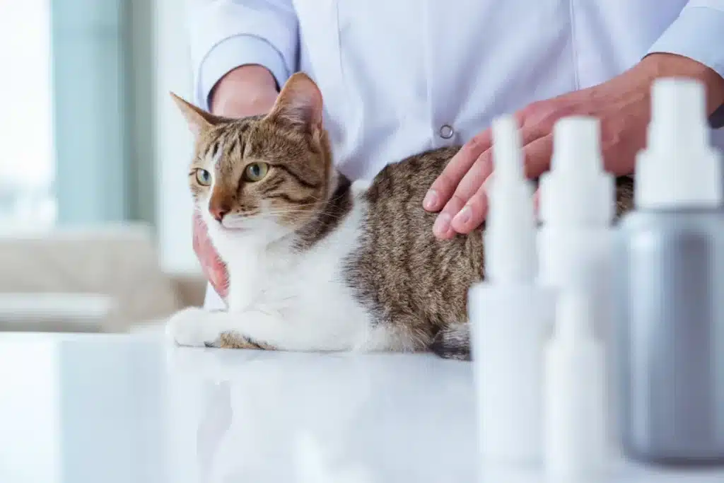 Chat en consultation dans un cabinet vétérinaire, avec un professionnel attentif effectuant un examen.
