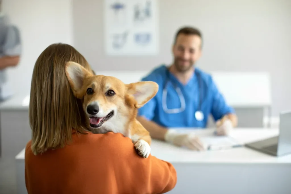 Un corgi souriant dans les bras de son propriétaire, en consultation chez un vétérinaire.