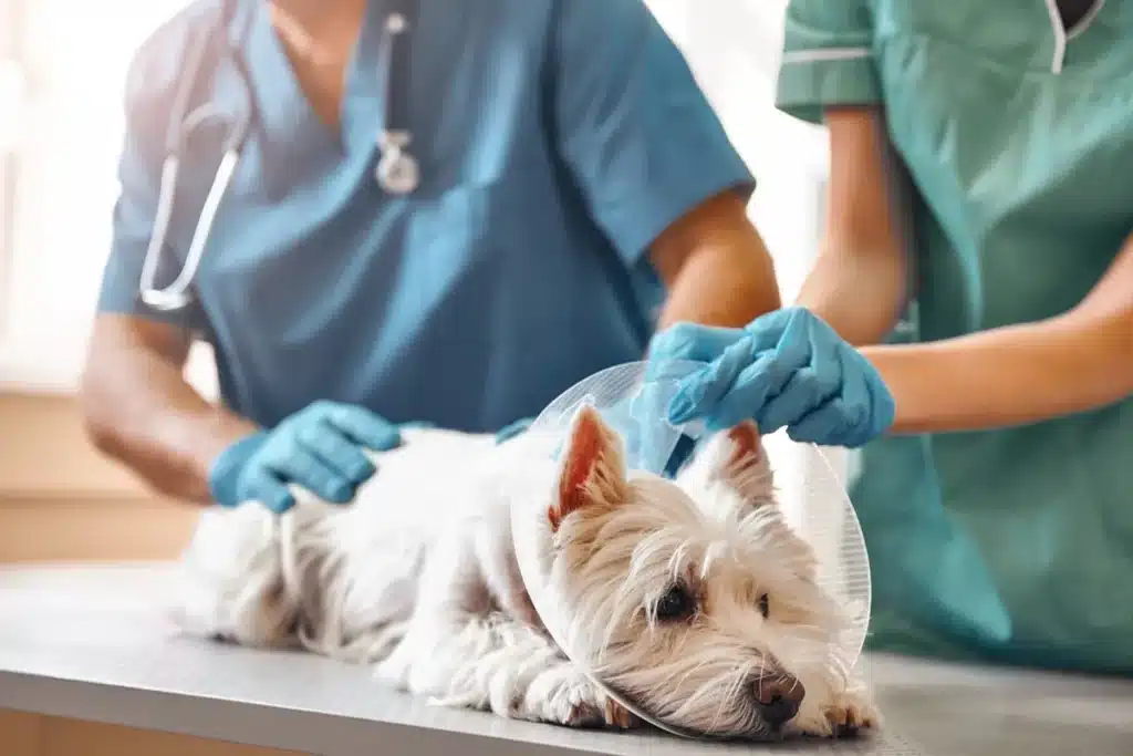 examen vétérinaire avec une collerette sur un chien en hospitalisation pour assurer sa récupération. ​​







