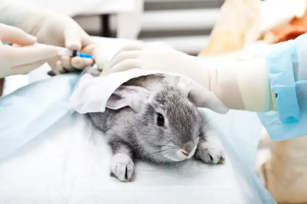 lapin recevant un soin médical lors d'une hospitalisation vétérinaire.