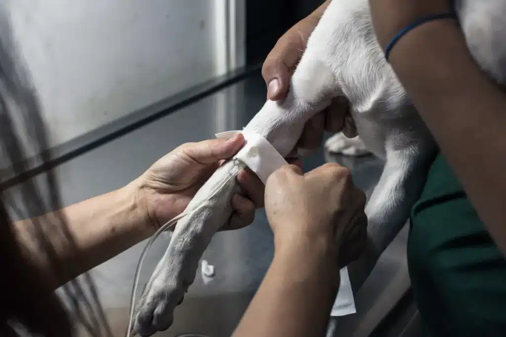 pose d'un bandage sur la patte d'un chien dans un contexte d'hospitalisation vétérinaire. ​​