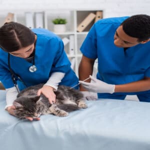 Chirurgie
