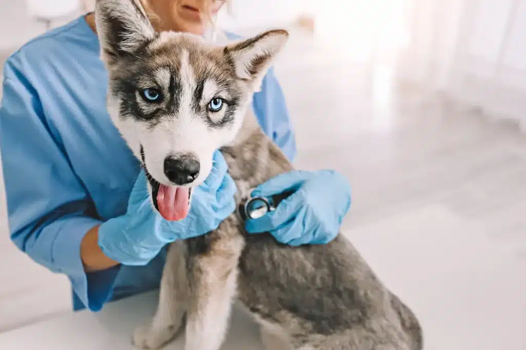 Examen médical d’un husky dans un cadre de prévention vétérinaire.
