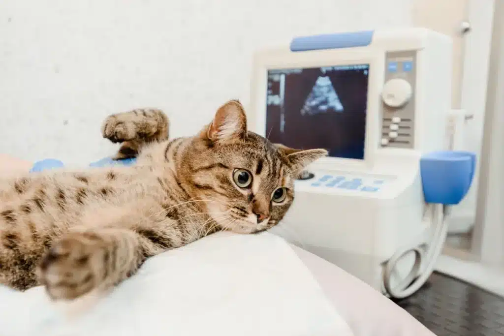Un vétérinaire effectue une échographie sur un chat pour évaluer son état de santé.