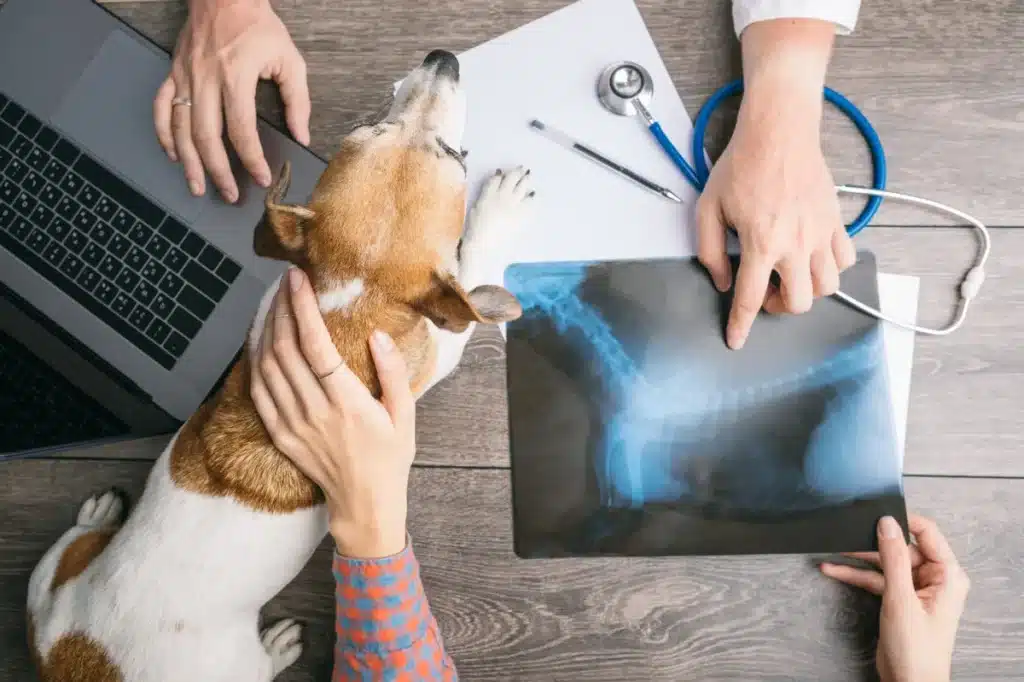 Un vétérinaire montre une radiographie canine à un propriétaire de chien.