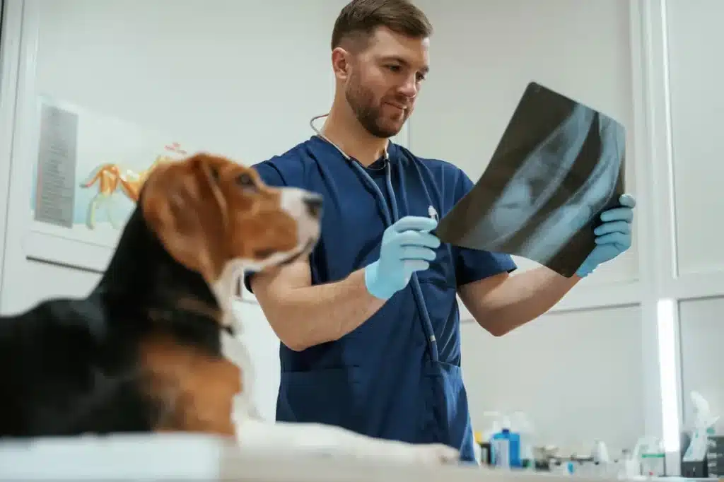 Un vétérinaire analyse les résultats d'une radiographie avec un chien en arrière-plan. ​