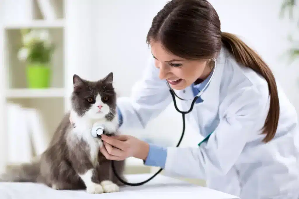 Vétérinaire examinant un chat gris et blanc à l'aide d'un stéthoscope dans un cabinet moderne.