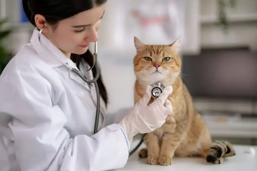 Vétérinaire utilisant un stéthoscope pour ausculter un chat roux, dans un environnement de cabinet."
